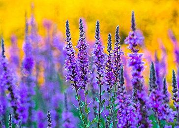 《方舟：生存进化》次世代版跳票 今年10月发售